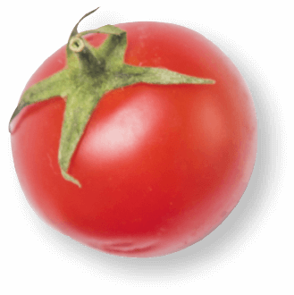 Tomato with white background